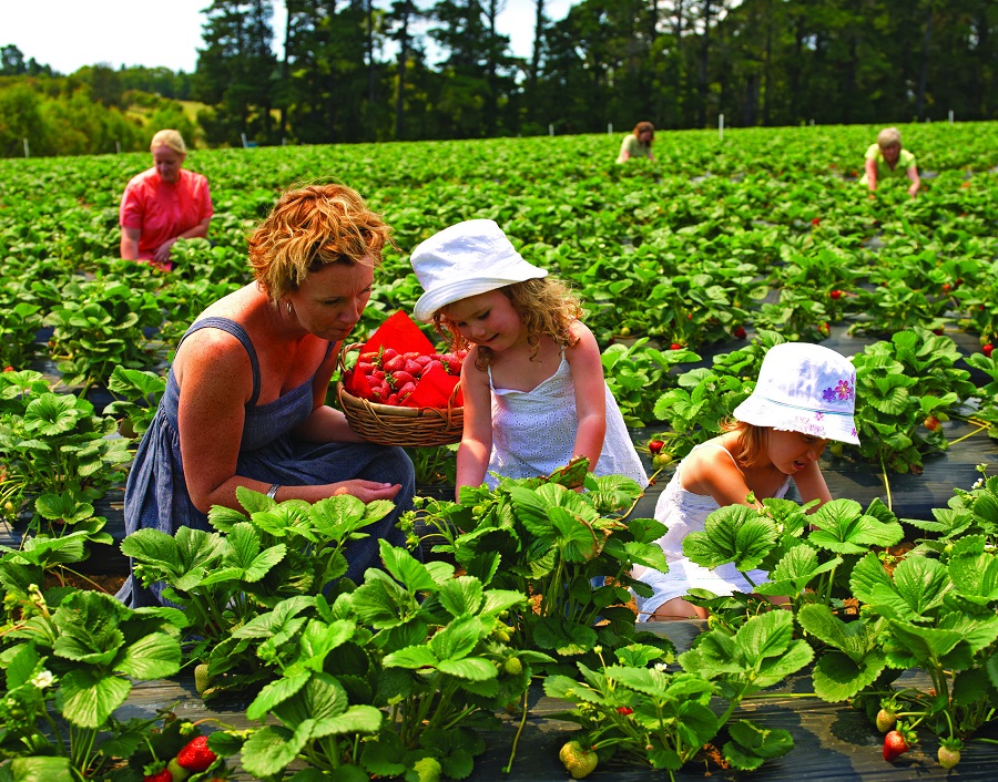 Du lịch nước Úc – Khám phá Bacchus Marsh để tận tay hái trái cây thơm ngon, chín mọng